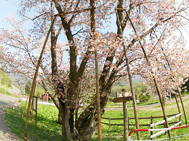 二美桜