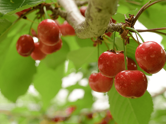 奥定山渓カムイの森（定山渓ファーム）