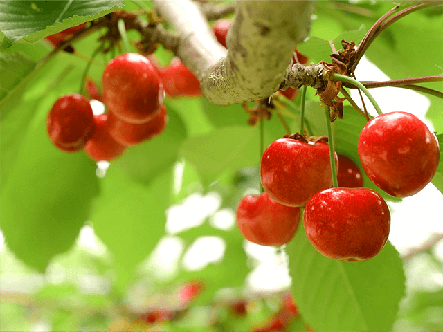 奥定山渓カムイの森（定山渓ファーム）